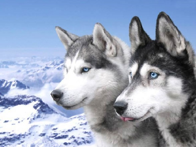 Những đặc điểm thú vị của giống chó Husky