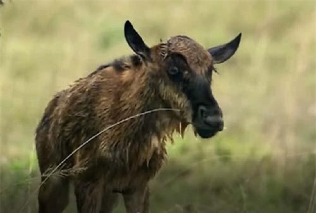 Linh dương vừa ra đời đã gặp thử thách khắc nghiệt