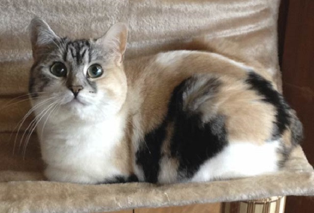 Mèo Anh lông dài, nguồn gốc và đặc điểm 