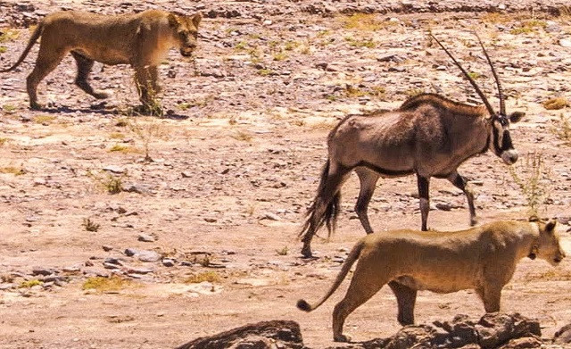 Đi săn lần đầu, sư tử đã nếm mùi thất bại