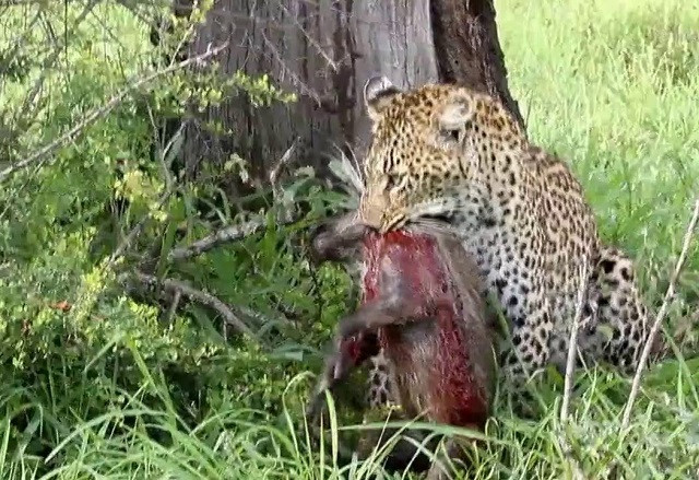 Báo gấm tóm gọn lợn rừng non 