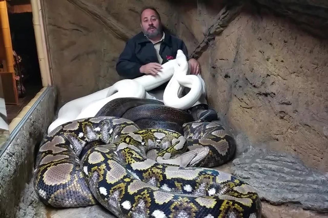 Rùng mình cảnh người đàn ông ‘ở chung’ với 3 con trăn khổng lồ