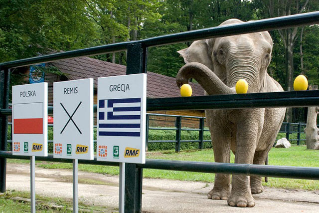 Voi Citta dự đoán các trận đấu bằng cách chọn trái cây.