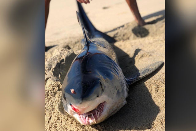 Chú cá mập có khả năng bị cá đuối ó đâm thủng đầu.