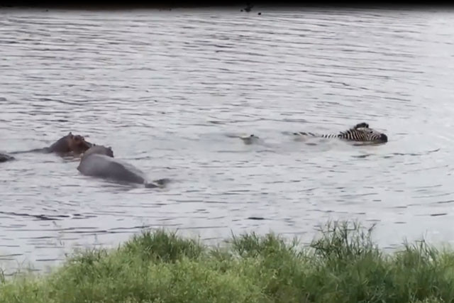 Hà mã tấn công cá sấu cứu ngựa vằn thoát chết ngoạn mục