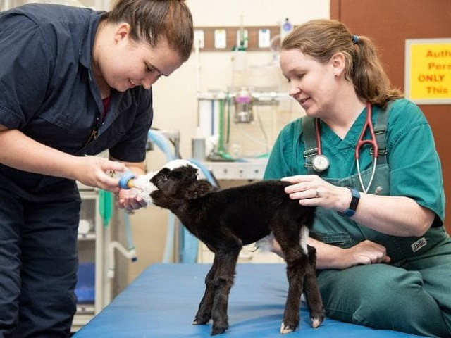 Kỳ lạ chú bò chỉ nặng vỏn vẹn bằng một con mèo