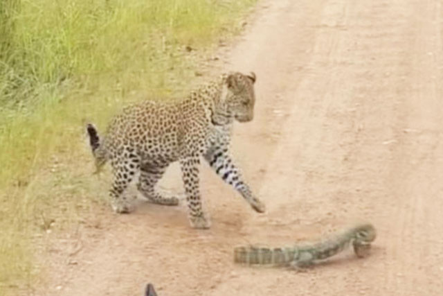 VIDEO: Thằn lằn dũng cảm chiến đấu với báo hoa mai