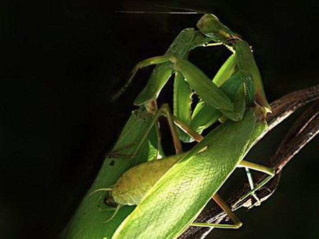 Những loài động vật ăn thịt bạn tình sau khi giao phối