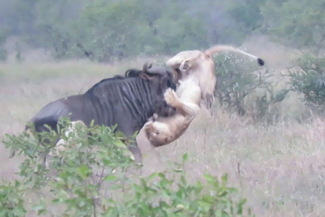 Sư tử bị húc thủng bụng.