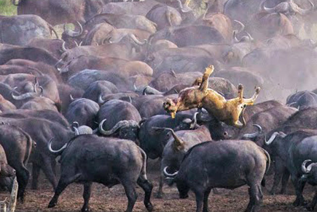 Đàn trâu rừng húc văng sư tử lên không trung.