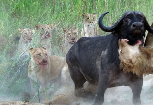 Nhờ đồng loại, trâu rừng thoát chết khỏi hàm sư tử 
