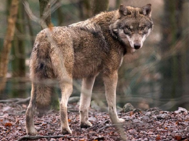 Quá đói bụng, đàn sói Mỹ chuyển qua săn cá 