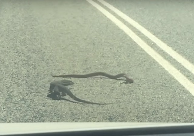 Màn đối đầu nghẹt thở giữa kỳ nhông và rắn độc trên đường cao tốc