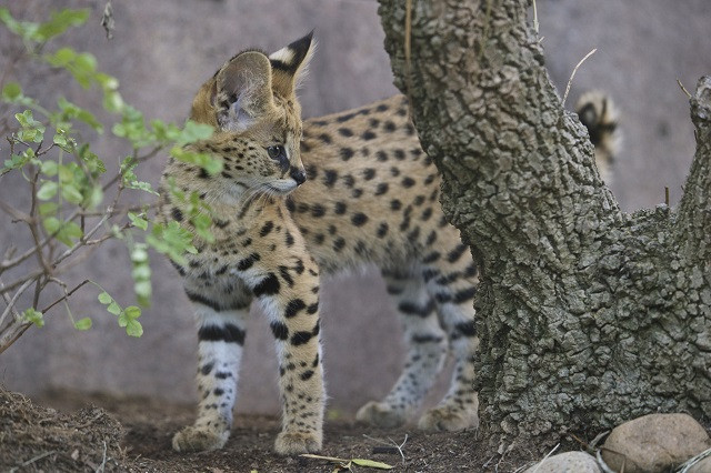 Linh miêu một mình đối đầu với bốn con báo cheetah