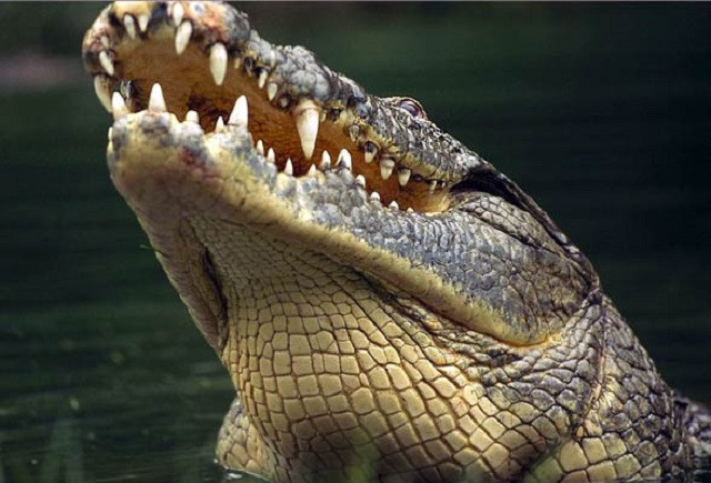 Cá sấu Gustave, dã thú ăn thịt nhiều người nhất ở thời hiện đại