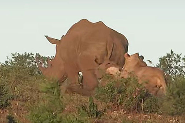 Sư tử cái bắt tê giác con.