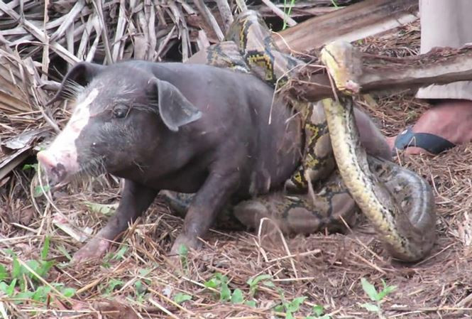 ‘Nghẹt thở’ màn giải cứu lợn trước sự tấn công của trăn khổng lồ