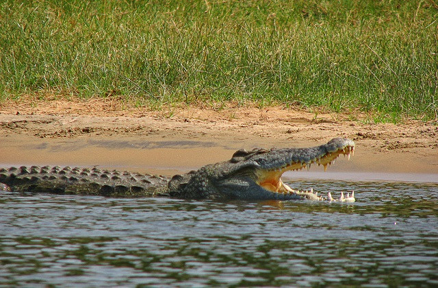 Cá sấu mai phục, bất ngờ tóm gọn linh dương đầu bò