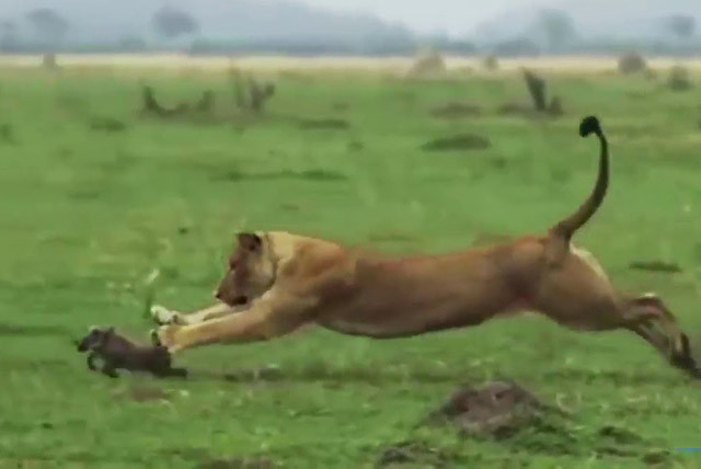 Lợn rừng con chết thảm dưới nanh vuốt sư tử