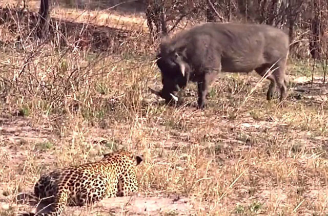 VIDEO: Tình huống săn mồi cực kỳ ngớ ngẩn của báo hoa mai