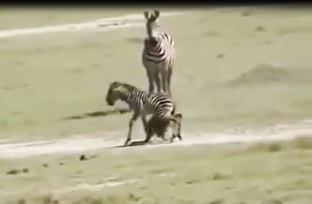 Ngựa vằn mẹ bất lực nhìn con bị linh cẩu giết hại