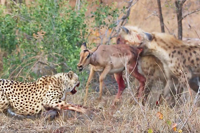 Báo săn bỏ chạy khi bị linh cẩu cướp mồi.