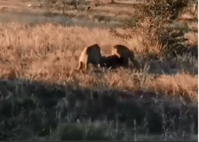 Linh cẩu chết thảm dưới nanh vuốt sư tử 