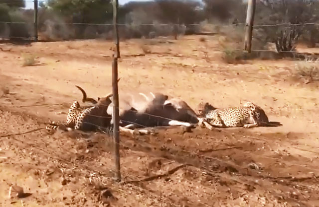 Mặc du khách xua đuổi, báo săn vẫn hợp sức hạ sát linh dương