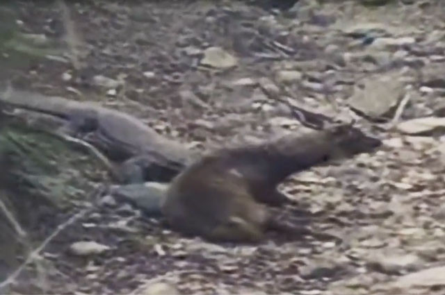 Rồng Komodo dễ dàng hạ sát hươu