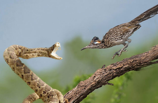 VIDEO: Chẹo đất lớn tấn công, ăn thịt rắn đuôi chuông