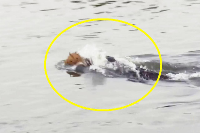 Sư tử suýt bỏ mạng vì bị cá sấu tấn công