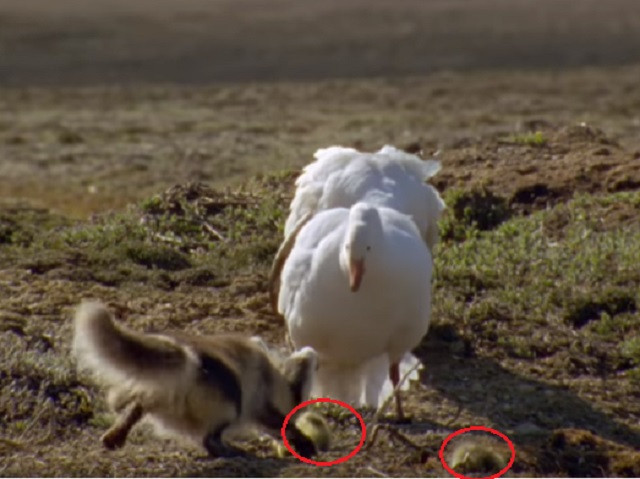 Cáo Bắc Cực 'ăn trộm' con non của ngỗng tuyết