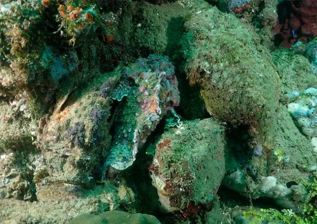 Cá mặt quỷ giao phối như thế nào? 