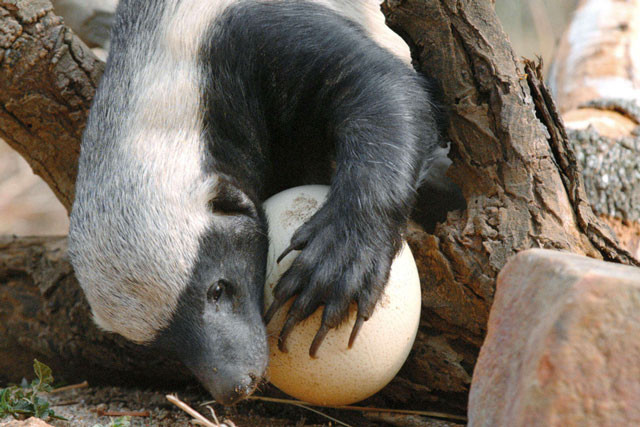 Lửng mật cố gắng đập vỡ trứng đà điểu.