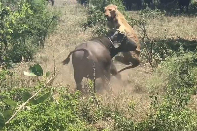 Trâu rừng húc văng sư tử lên không trung.