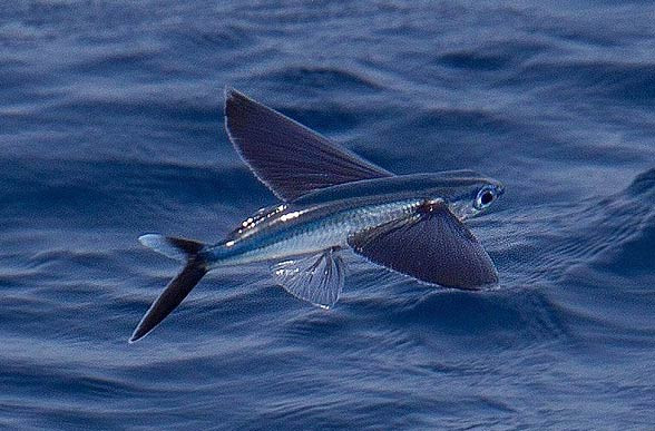 Cá chuồn, loài cá biết bay