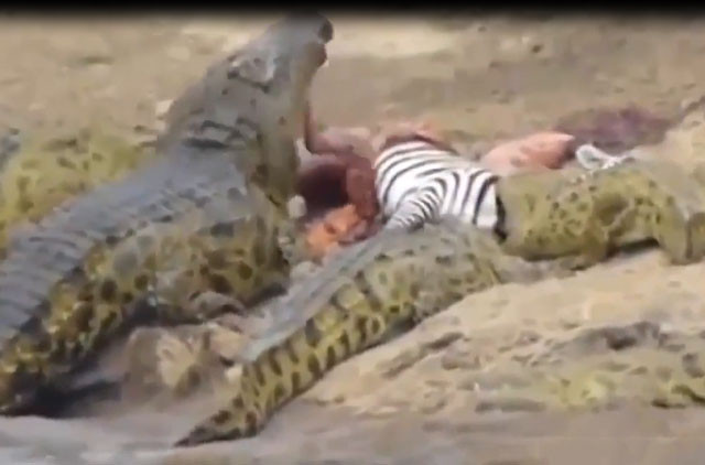 Ghê rợn cảnh đàn cá sấu cùng nhau xé xác ngựa vằn