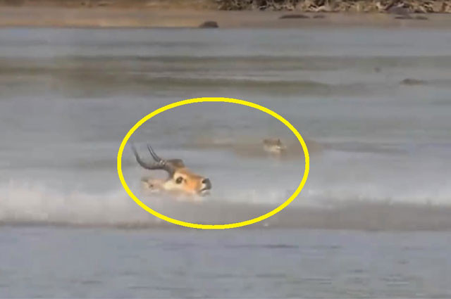 ‘Trên đe, dưới búa’, linh dương vẫn thoát chết ngoạn mục