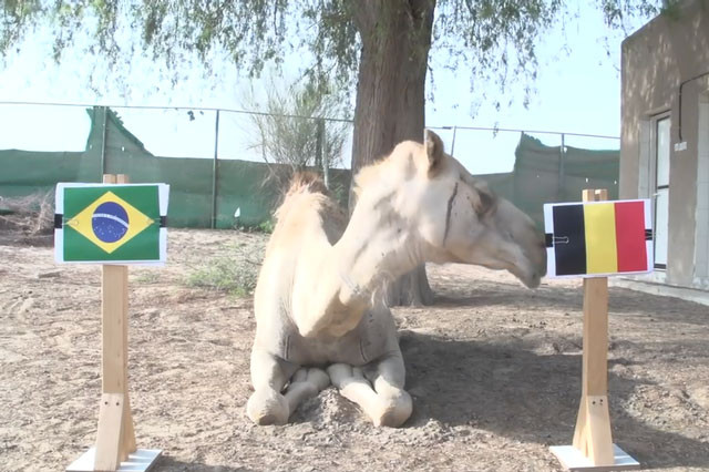 Lạc đà Shaheen dự đoán Brazil sẽ thua Bỉ.