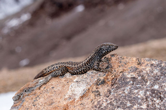 Thằn lằn Liolaemus tacnae.