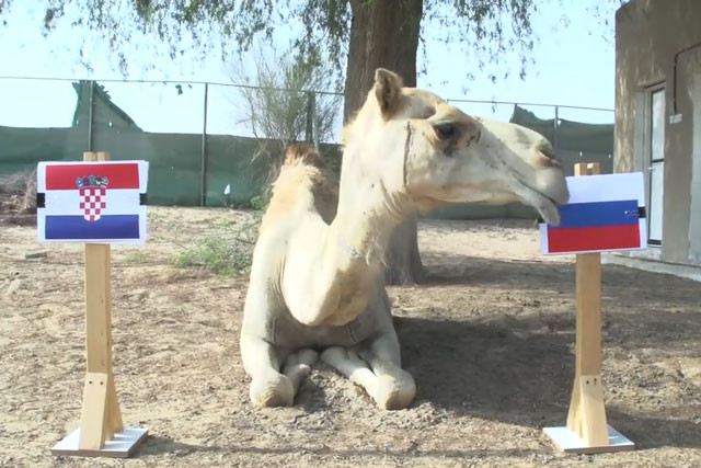 "Tiên tri" lạc đà dự đoán Nga sẽ đánh bại Croatia.