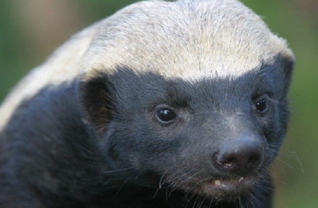 Lửng mật tấn công sư tử, 'vượt ngục' nhiều lần 