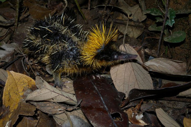 Hemicentetes semispinosus.