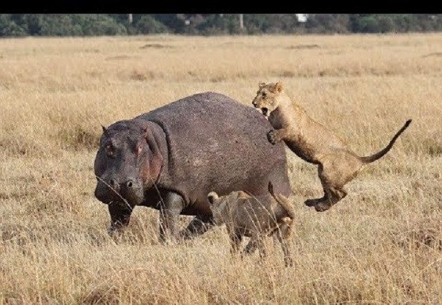 Sư tử bị ngoặm đầu, hà mã thoát chết trong gang tấc