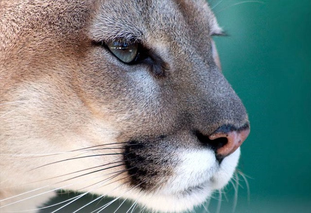 Báo Florida, loài sư tử có cái đuôi thỏ