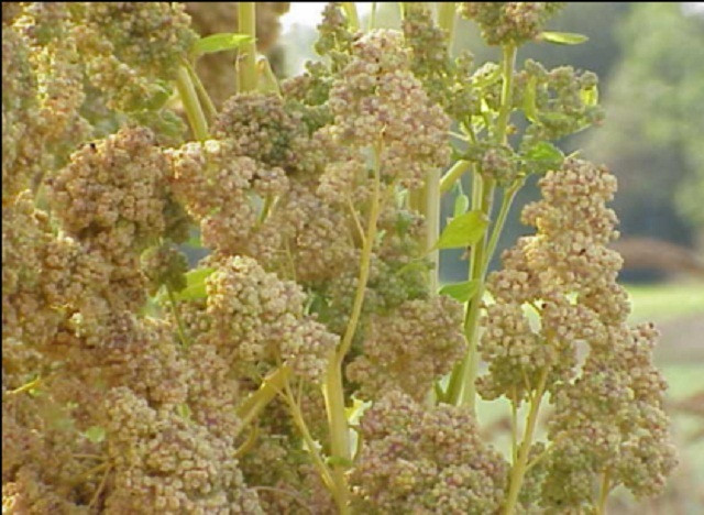 Giống cây thần kỳ có khả năng 'loại bỏ muối' khi trồng trên đất mặn