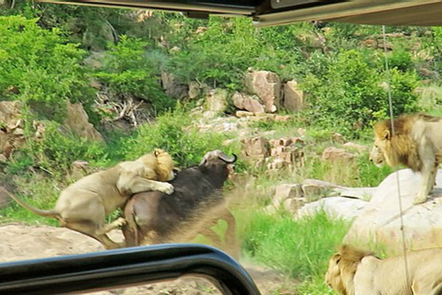 Sư tử tấn công trâu rừng.