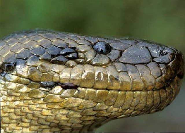 Trăn Anaconda, huyền thoại và sự thật 