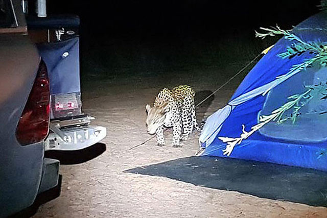 Báo hoa mai lẻn vào khu cắm trại.