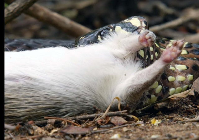 Bầy khỉ 'láu cá' ăn trộm mồi của rắn 